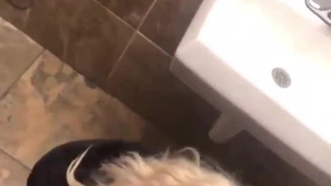 Thick white girl sucking black dick in restroom