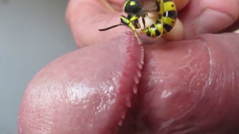 Beautiful Sex Videos Wasp On My Cock 2 Hd