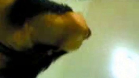 Malaysian Amateur Moans Louder for Close-Up