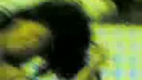 Asian Amateur Webcam Scandal